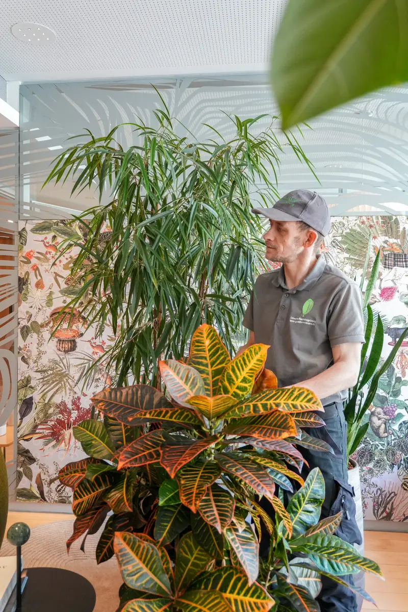 Croton und Großpflanzen im Empfangsbereich