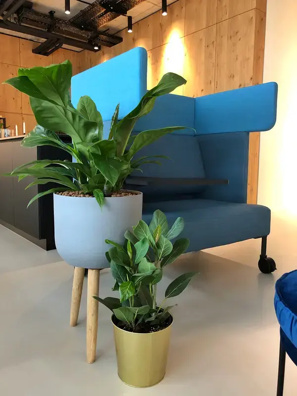 Pflanzen in Co-Working Space