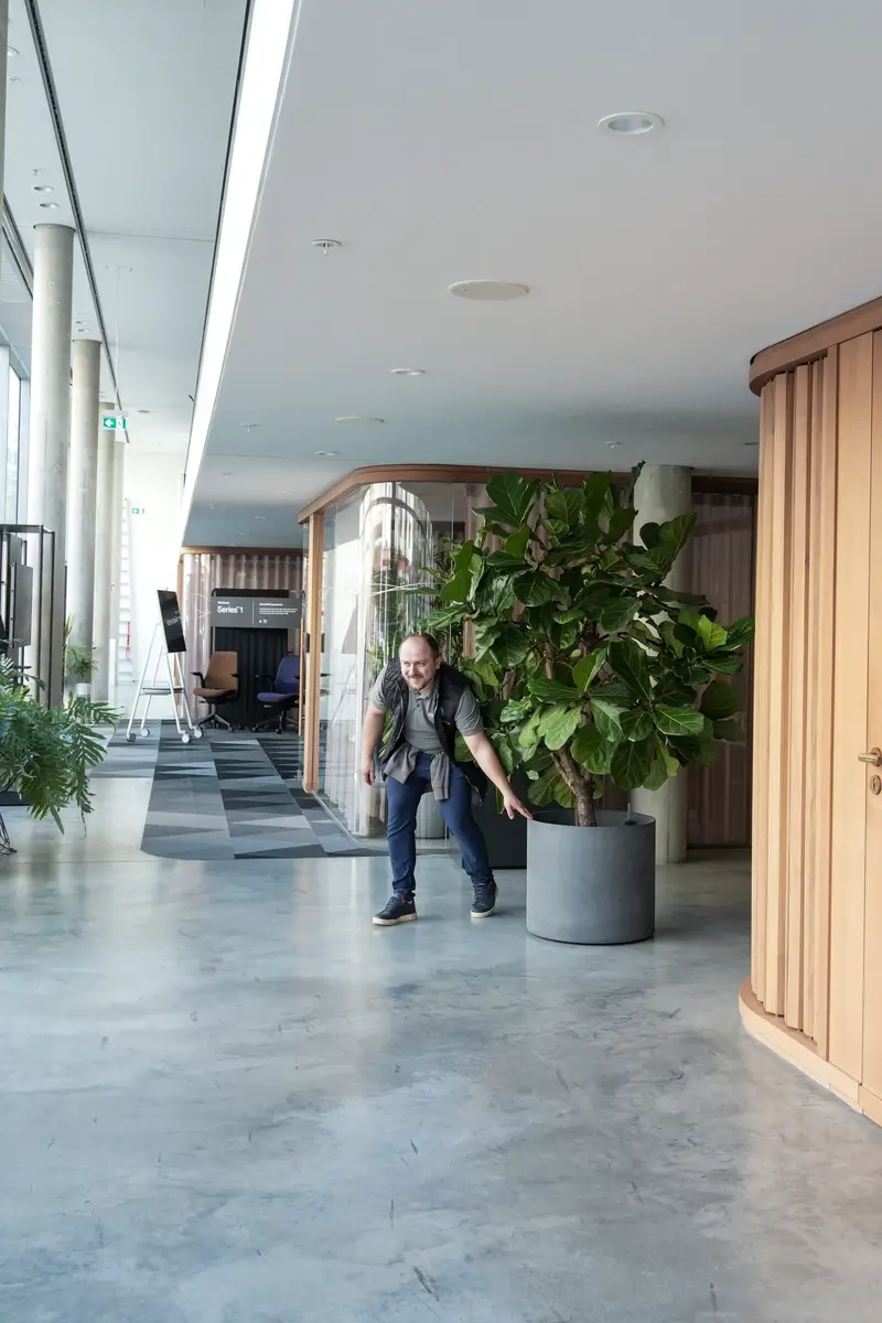 Geigenfeige als Raumakzent im Foyer